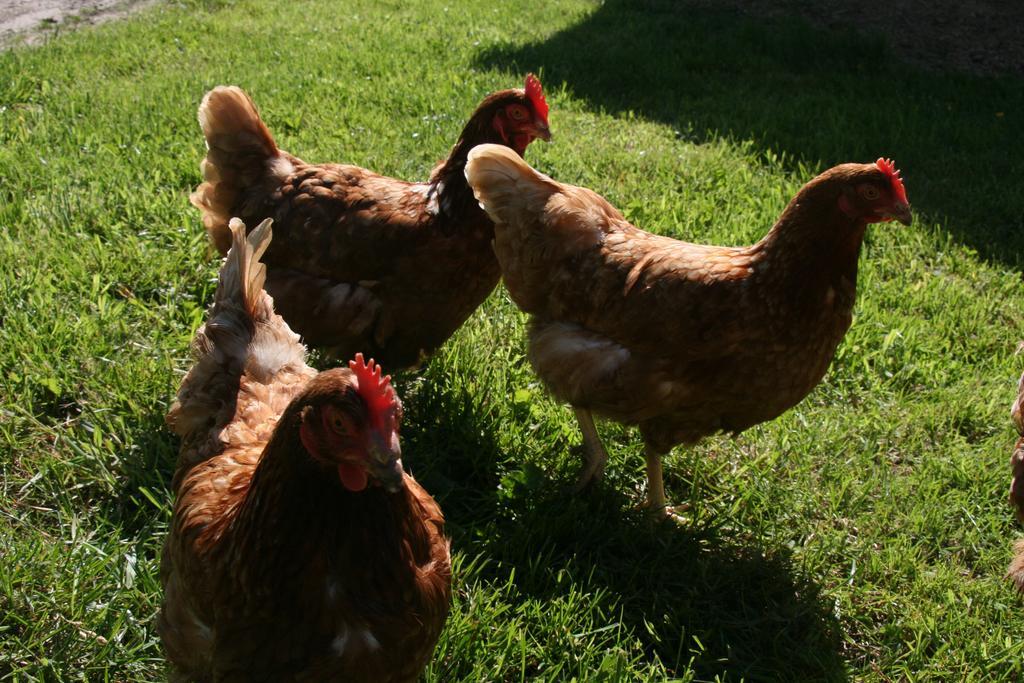 Paardenhof Guesthouse Esquelbecq Kültér fotó