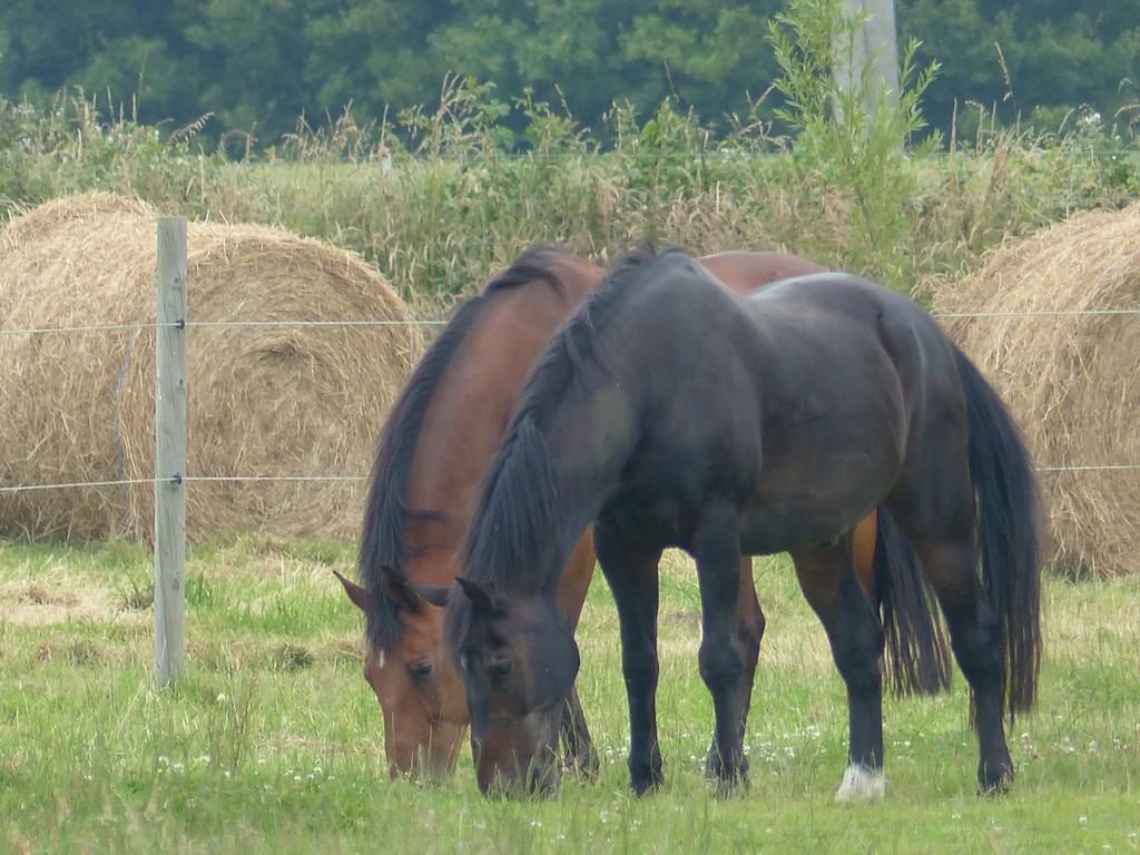 Paardenhof Guesthouse Esquelbecq Kültér fotó